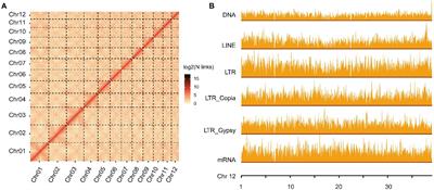 A chromosome-level genome assembly of the Chinese cork oak (Quercus variabilis)